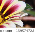 一張水滴排列在金盞花花瓣上的微距照片。 139574728