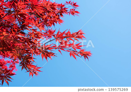 野村楓樹在藍天的襯托下格外醒目。 野村楓樹在藍天的襯托下格外醒目。 139575269
