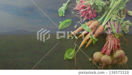 Displaying radish, carrot and beet bunches tied with twine on field, loose peas, copy space 139575528