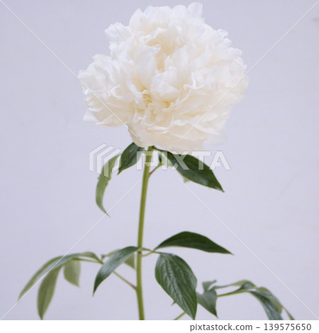 White peonies in the snow of the deep mountains 139575650