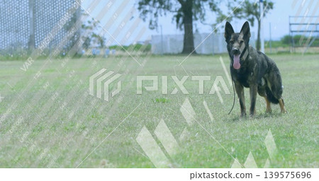 Standing and panting German Shepherd dog on grass at park, leash, collar, overlays, copy space Standing and panting German Shepherd dog on grass at park, leash, collar, overlays, copy space 139575696