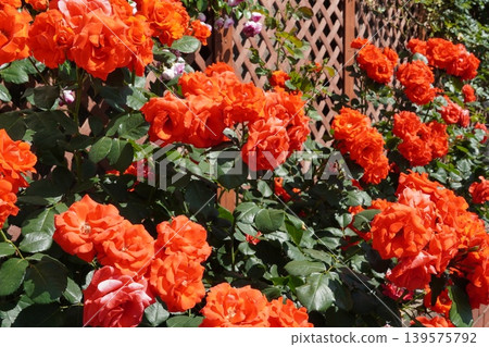 A close-up of beautiful red roses blooming on a garden trellis. 139575792