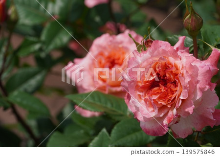 鶴舞公園的玫瑰花盛開 鶴舞公園的玫瑰花盛開 139575846