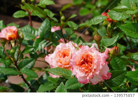 Roses in full bloom at Tsurumai Park Roses in full bloom at Tsurumai Park 139575857