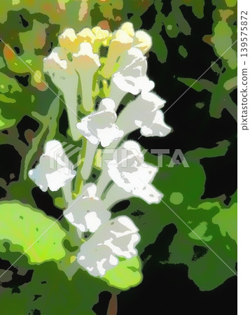 白花黃芩(afr20260428133615) 白花黃芩(afr20260428133615) 139575872