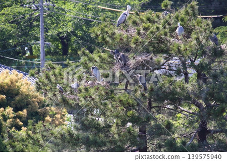 城市公園裡的一棵松樹上，一群蒼鷺正在哺育幼鳥。 139575940