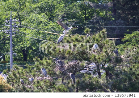 Grey herons (colony) raising their young in a pine tree in a park in the city. Grey herons (colony) raising their young in a pine tree in a park in the city. 139575941