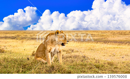 Animals of Serengeti National Park, Tanzania 139576008