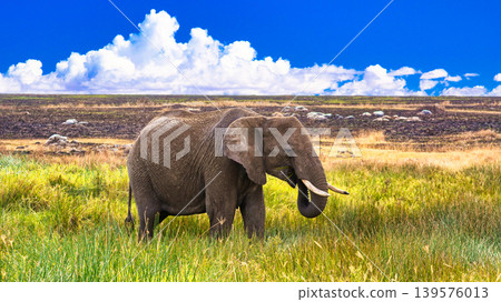 Animals of Serengeti National Park, Tanzania Animals of Serengeti National Park, Tanzania 139576013