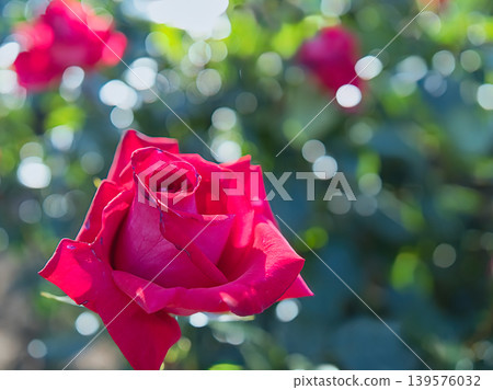 A red rose A red rose 139576032