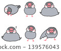 Silver Java sparrows in various poses 139576043
