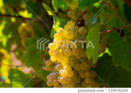 Close up view of ripe grapes Close up view of ripe grapes 139576204