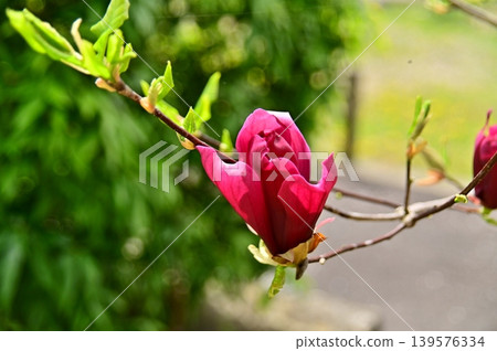 Magnolia bud 139576334