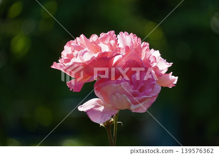 Beautiful pink roses in full bloom in Arakawa Nature Park and the scenery of early summer. Beautiful pink roses in full bloom in Arakawa Nature Park and the scenery of early summer. 139576362