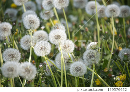 Field of fluffy dandelion seed heads ready to disperse in the gentle breeze Field of fluffy dandelion seed heads ready to disperse in the gentle breeze 139576652