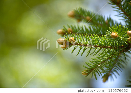 Spruce Branch Closeup With New Growth on Evergreen Tree Against Soft Green Bokeh Background Spruce Branch Closeup With New Growth on Evergreen Tree Against Soft Green Bokeh Background 139576662
