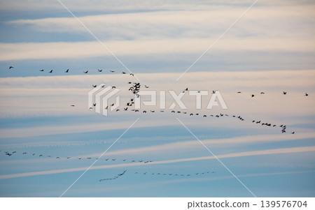 Flock of cranes flying in sky Flock of cranes flying in sky 139576704