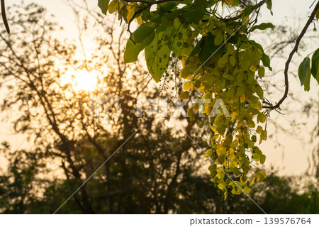 Golden shower flowers hanging from tree branches with warm sunset light and soft natural background creating peaceful tropical atmosphere 139576764