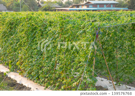Organic bitter melon farm with lush green vines growing on trellis under warm sunlight in rural agricultural landscape Organic bitter melon farm with lush green vines growing on trellis under warm sunlight in rural agricultural landscape 139576768
