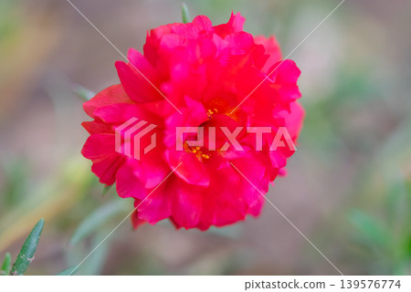 Bright pink moss rose flower in full bloom with soft natural background and delicate layered petals creating a fresh botanical garden atmosphere 139576774