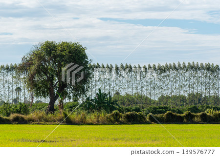 Green rice field with large lone tree and distant forest under cloudy blue sky creating peaceful rural landscape and natural countryside atmosphere Green rice field with large lone tree and distant forest under cloudy blue sky creating peaceful rural landscape and natural countryside atmosphere 139576777