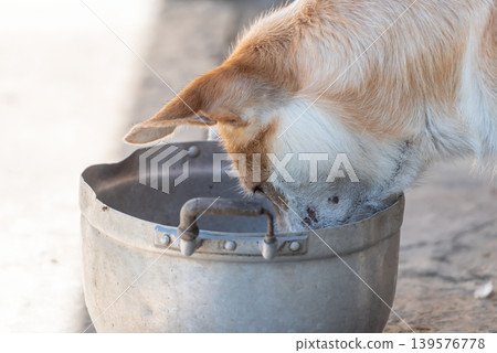 Domestic dog drinking water from metal bucket in rural outdoor setting with soft natural light and closeup animal behavior detail Domestic dog drinking water from metal bucket in rural outdoor setting with soft natural light and closeup animal behavior detail 139576778