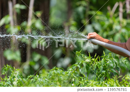Farmer watering green chili plants with hose in organic vegetable garden under natural sunlight showing sustainable farming and fresh crop care 139576781