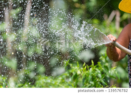 Farmer spraying water over green vegetable garden with strong splash and sunlight creating fresh irrigation and sustainable farming atmosphere 139576782