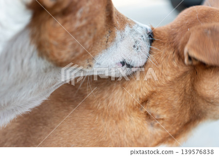 Closeup of two dogs grooming and bonding with affectionate licking behavior showing friendship trust care and natural pet interaction outdoors Closeup of two dogs grooming and bonding with affectionate licking behavior showing friendship trust care and natural pet interaction outdoors 139576838