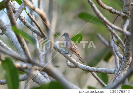 Zebra dove resting on a tree branch with soft natural background and green leaves showing peaceful wildlife in tropical outdoor environment Zebra dove resting on a tree branch with soft natural background and green leaves showing peaceful wildlife in tropical outdoor environment 139576843