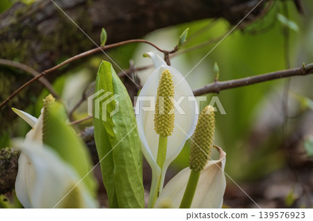 The skunk cabbage that announces the arrival of spring The skunk cabbage that announces the arrival of spring 139576923