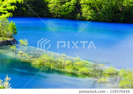 Blue Pond and Submerged Forest Blue Pond and Submerged Forest 139576936