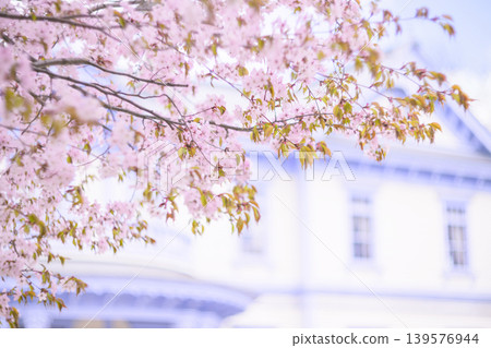 豐平館和盛開的櫻花(此版本中豐平館已模糊處理) 豐平館和盛開的櫻花(此版本中豐平館已模糊處理) 139576944