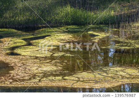 Fresh green reflected on the surface of the water 139576987