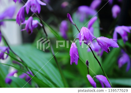紫色的花 紫色的花 139577029