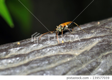 A bronze-colored adult longhorn beetle (Euphyllia glabrescens) on a wooden fence along a hiking trail (Strobe macro photography of Japanese natural insect ecology). A bronze-colored adult longhorn beetle (Euphyllia glabrescens) on a wooden fence along a hiking trail (Strobe macro photography of Japanese natural insect ecology). 139577039