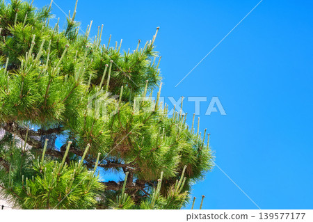 New pine tree buds and blue sky New pine tree buds and blue sky 139577177
