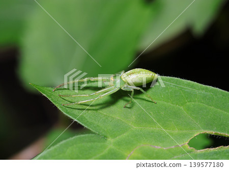 A beautiful yellowish-green female adult of the green leaf spider on a green leaf (Macro photography of Japanese arthropod ecology) 139577180