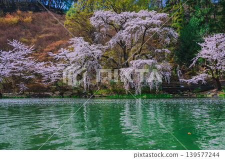 [Garyu Park] Ryugaike Pond and Cherry Blossoms [Suzaka City] 139577244