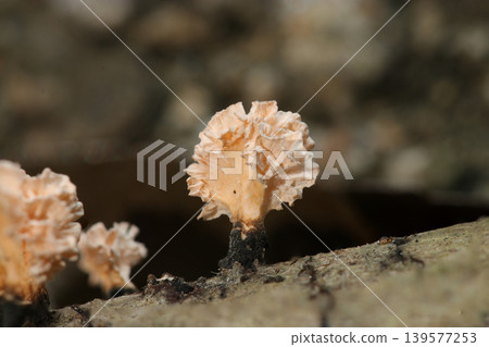 Anamorph of *Clavaria japonica* (an imperfect fungus, a native Japanese fungus, macro photography of mushroom ecology) on a fallen tree on the forest floor. Anamorph of *Clavaria japonica* (an imperfect fungus, a native Japanese fungus, macro photography of mushroom ecology) on a fallen tree on the forest floor. 139577253