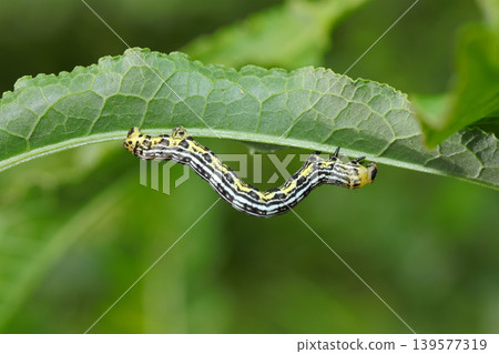 A side view of a broad-banded dragonfly moth larva crawling under the grass (Japanese insect ecology strobe macro photography). A side view of a broad-banded dragonfly moth larva crawling under the grass (Japanese insect ecology strobe macro photography). 139577319