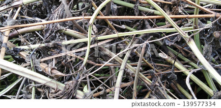 A close-up image of a pile of dry grass, twigs, and leaves stacked one on top of the other to form a unique natural texture. 139577334