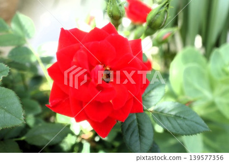 花園花卉：迷你玫瑰：紅色：五月 139577356