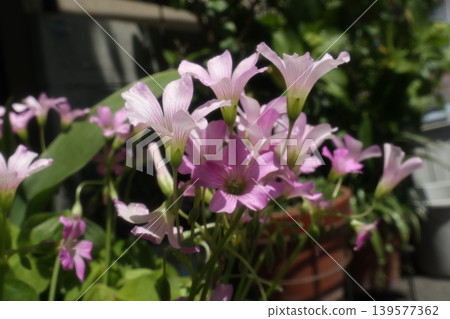 Flowers in the flowerbed: Wildflowers: Oxalis tuberosa: Oxalis purpurea: Oxalis 139577362