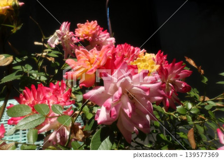 花園花卉：迷你玫瑰：紅色：五月 139577369