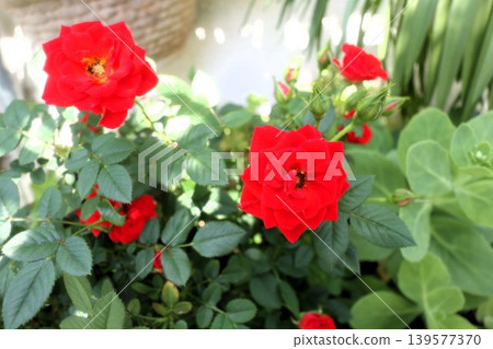 花園花卉:迷你玫瑰:紅色:五月 花園花卉:迷你玫瑰:紅色:五月 139577370