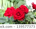 花園花卉：迷你玫瑰：紅色：五月 139577373
