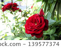 花園花卉：迷你玫瑰：紅色：五月 139577374