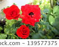 花園花卉：迷你玫瑰：紅色：五月 139577375