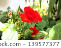 花園花卉：迷你玫瑰：紅色：五月 139577377